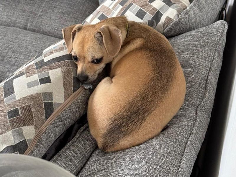 Dolly - Image 2 of 2