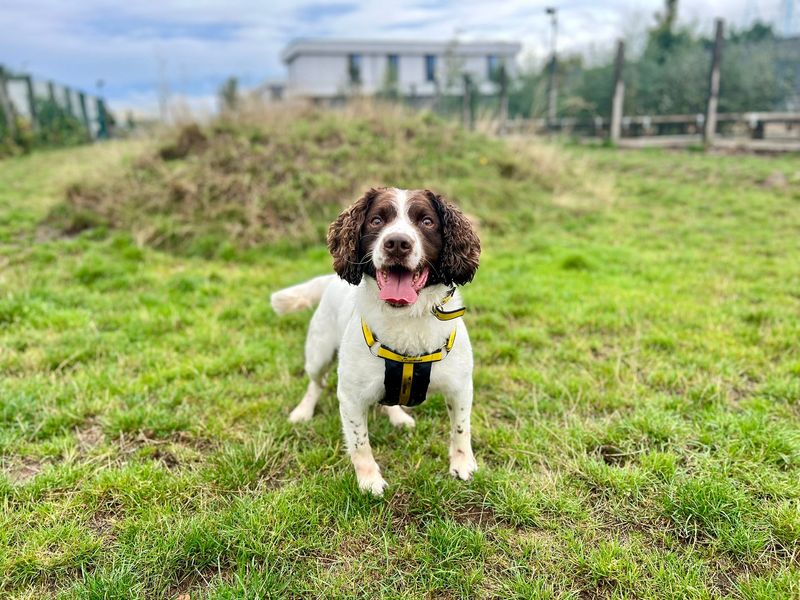 Springer Spaniel for adoption in Cardiff, Glamorgan – 7 years old - Image 1 of 1