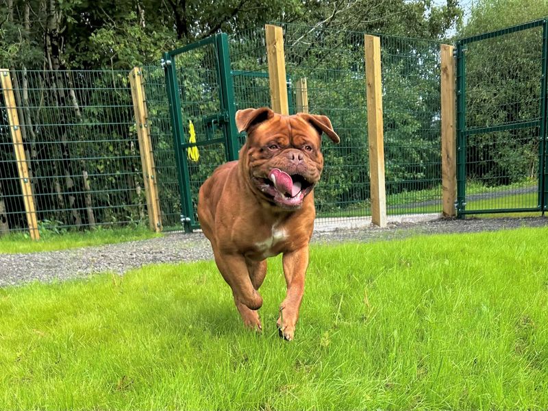 Bear | Dogue De Bordeaux | Ballymena (Northern Ireland) - 1