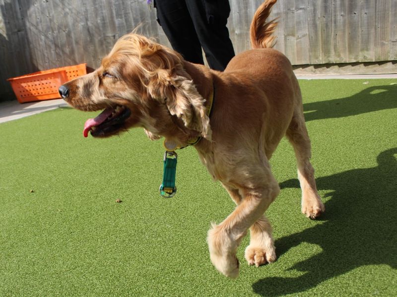 Cocker Spaniel for adoption in Evesham, Worcestershire – 5 years old - Image 5 of 5
