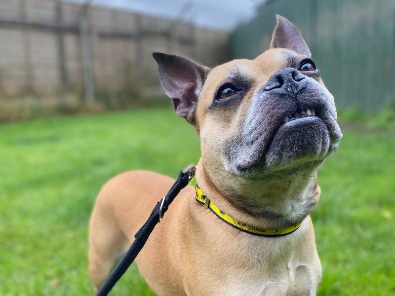 Staffordshire Bull Terrier for adoption in Wickford, Essex – 10 years old - Image 1 of 3