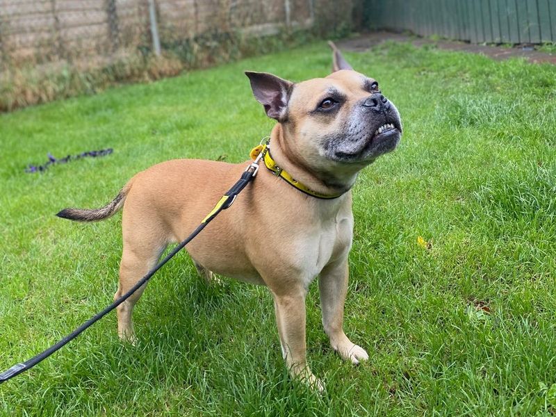 Staffordshire Bull Terrier for adoption in Wickford, Essex – 10 years old - Image 3 of 3