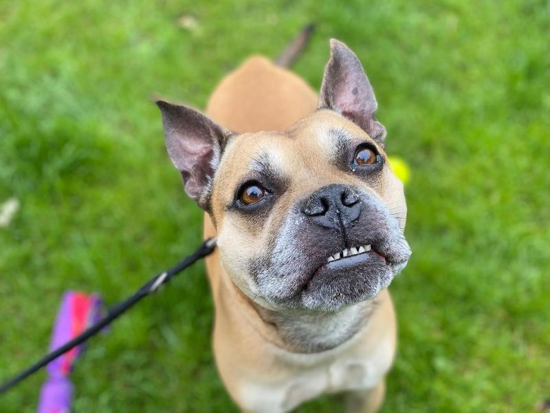 Staffordshire Bull Terrier for adoption in Wickford, Essex – 10 years old - Image 2 of 3