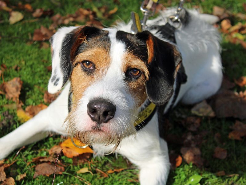 Milo | Spaniel (English Springer) Cross | Merseyside (Liverpool) - 1