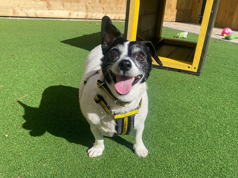 Jack Russell Dogs And Puppies In Need Of Adoption, Rehoming And Rescue