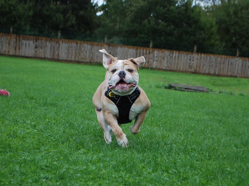 English Bulldog for adoption in Newbury, Berkshire – 4 years old - Image 5 of 7