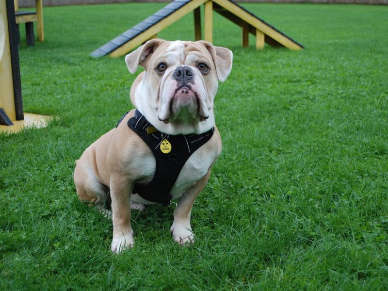 English Bulldog for adoption in Newbury, Berkshire – 4 years old - Image 6 of 7