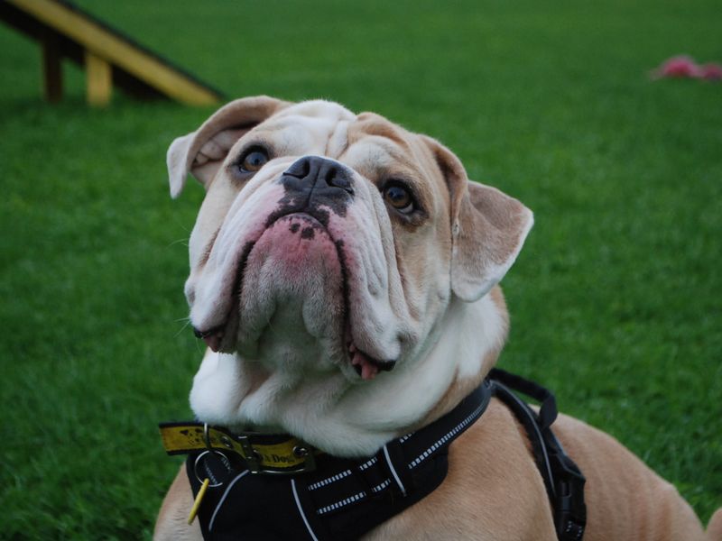 English Bulldog for adoption in Newbury, Berkshire – 4 years old - Image 2 of 7