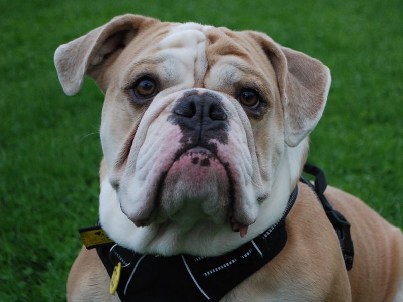 English Bulldog for adoption in Newbury, Berkshire – 4 years old - Image 3 of 7