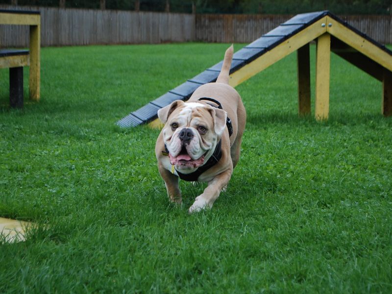 English Bulldog for adoption in Newbury, Berkshire – 4 years old - Image 7 of 7