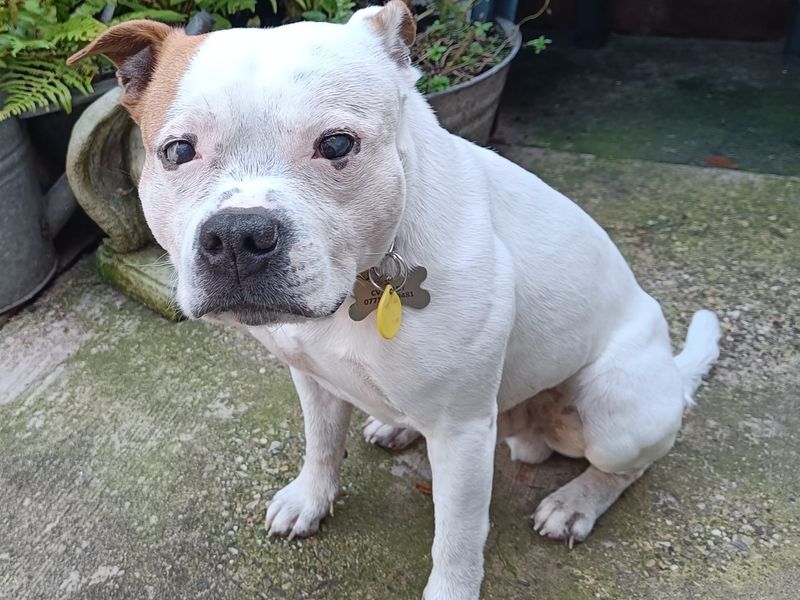 Staffordshire Bull Terrier for adoption in Kenilworth, Warks – 8 years old - Image 4 of 5