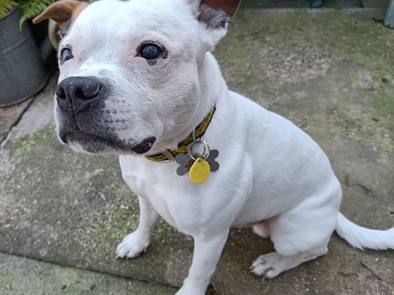 Staffordshire Bull Terrier for adoption in Kenilworth, Warks – 8 years old - Image 5 of 5