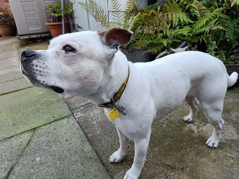 Staffordshire Bull Terrier for adoption in Kenilworth, Warks – 8 years old - Image 3 of 5