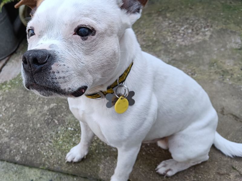 Staffordshire Bull Terrier for adoption in Kenilworth, Warks – 8 years old - Image 2 of 5