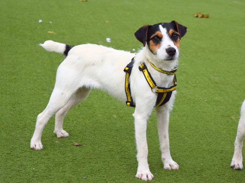 Jack Russell Terrier for adoption in Uxbridge, Greater London – 3 years old - Image 3 of 3