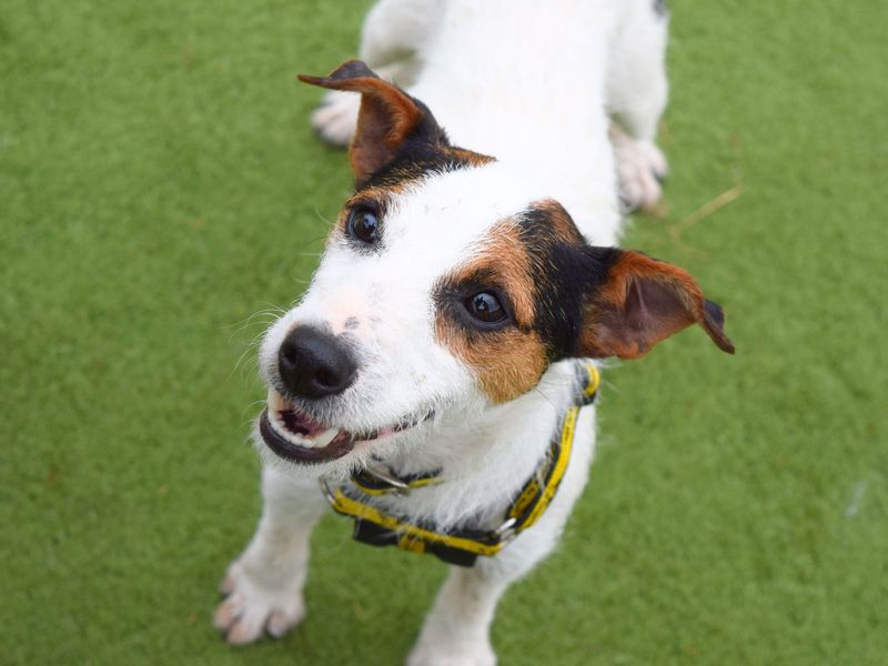 Jack Russell for adoption in Uxbridge, London – 2 years old - Image 2 of 2