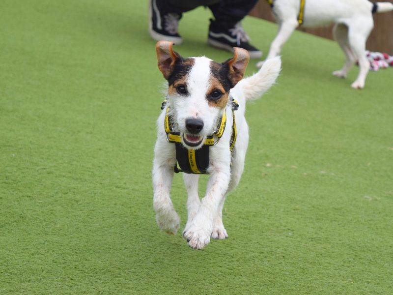 Jack Russell for adoption in Uxbridge, London – 2 years old - Image 1 of 2