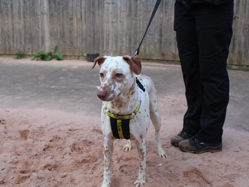 Border Collie for adoption in Telford, Shropshire – 2 years old - Image 2 of 2