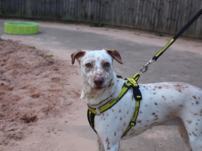 Border Collie for adoption in Telford, Shropshire – 2 years old - Image 1 of 2