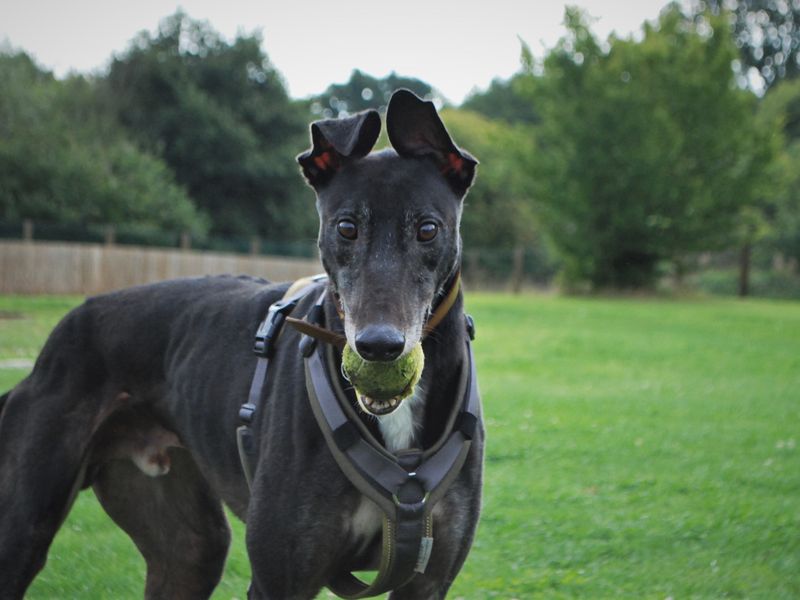 Greyhound for adoption in Newbury, Berks – 7 years old - Image 5 of 7
