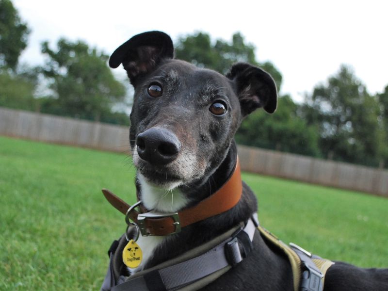 Greyhound for adoption in Newbury, Berks – 7 years old - Image 4 of 7