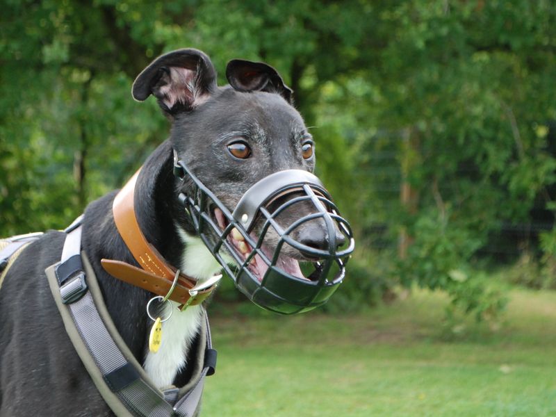 Greyhound for adoption in Newbury, Berks – 7 years old - Image 3 of 7
