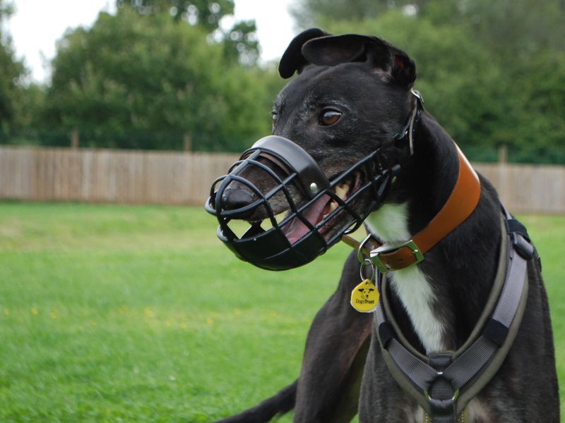 Greyhound for adoption in Newbury, Berks – 7 years old - Image 7 of 7