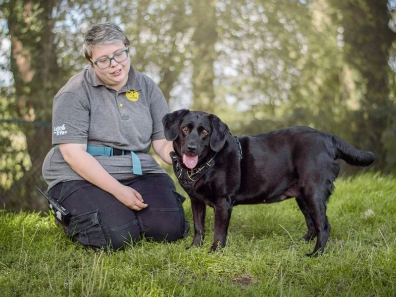 Purdy | Retriever (Labrador) Cross | Kenilworth (West Midlands) - 5