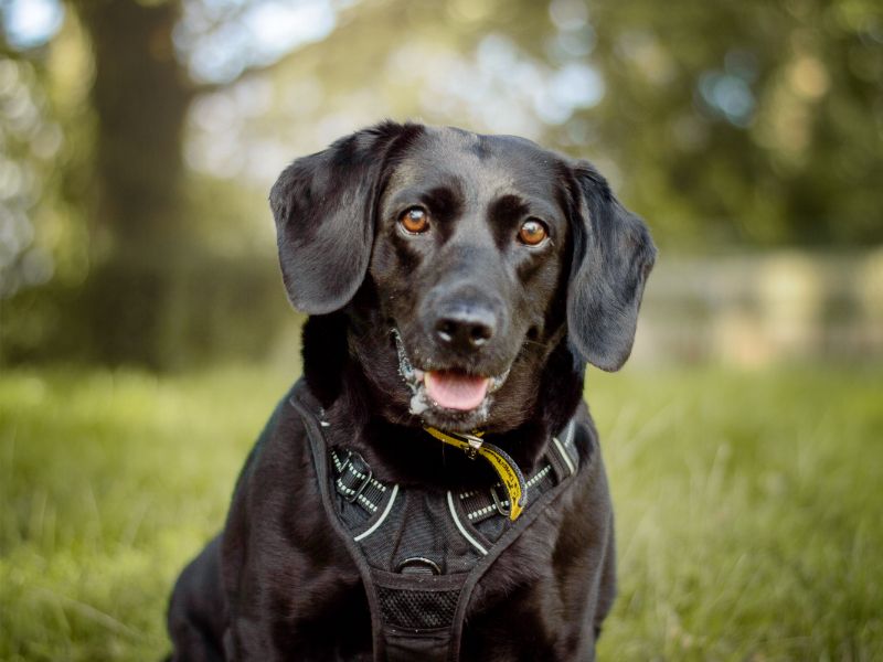 Purdy | Retriever (Labrador) Cross | Kenilworth (West Midlands) - 2