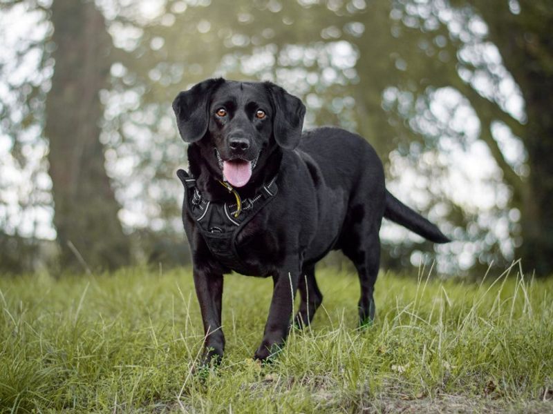 Purdy | Retriever (Labrador) Cross | Kenilworth (West Midlands) - 3