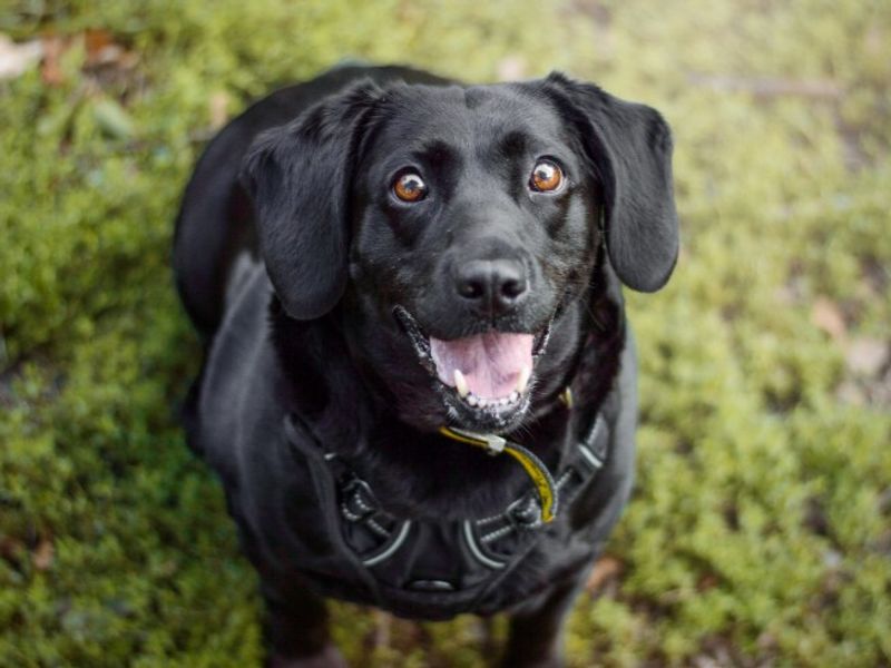 Purdy | Retriever (Labrador) Cross | Kenilworth (West Midlands) - 1