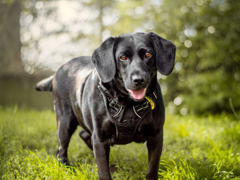 Purdy | Retriever (Labrador) Cross | Kenilworth (West Midlands) - 4