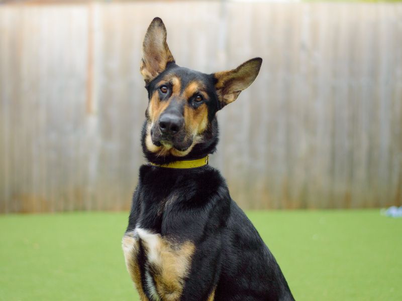 German Shepherd for adoption in Kenilworth, Warks – 3 years old