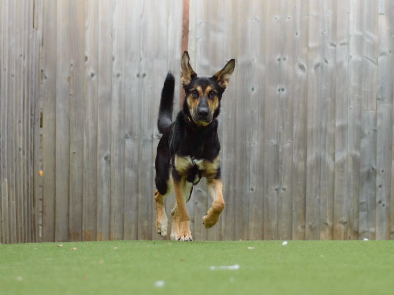 German Shepherd for adoption in Kenilworth, Warks – 3 years old - Image 4 of 4