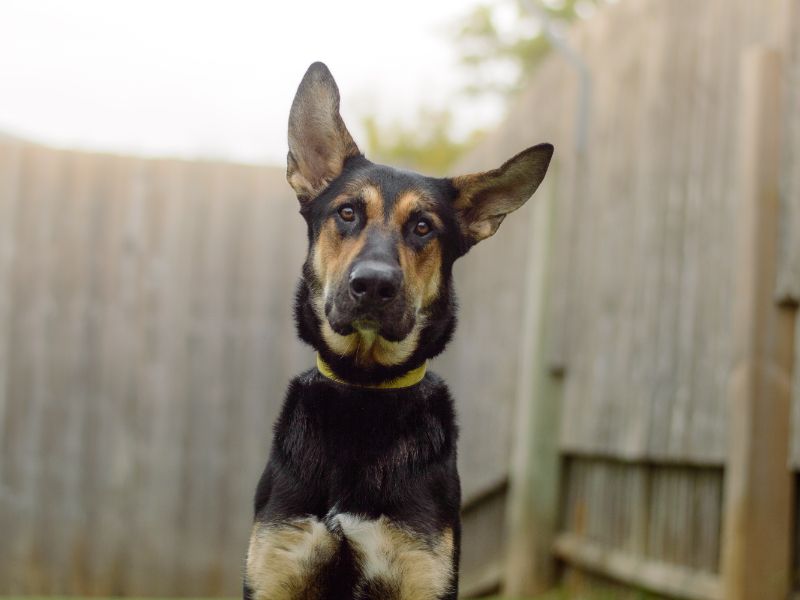 German Shepherd for adoption in Kenilworth, Warks – 3 years old - Image 3 of 4