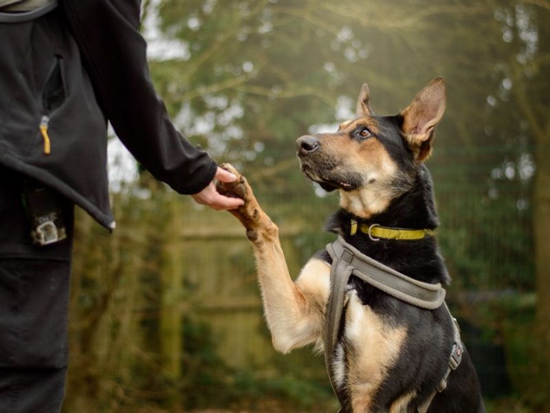 Adopt a German Shepherd Dog Rescue Dog | Bruce | Dogs Trust