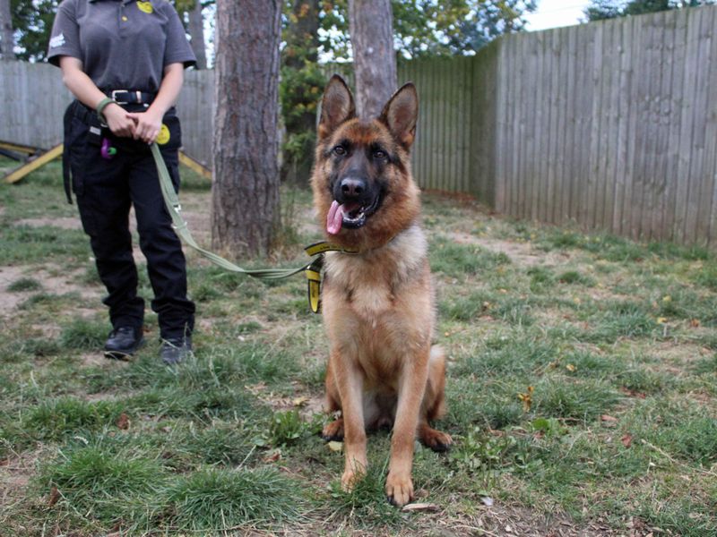 German Shepherd for adoption in Sadberge, Co Durham – 3 years old - Image 1 of 4