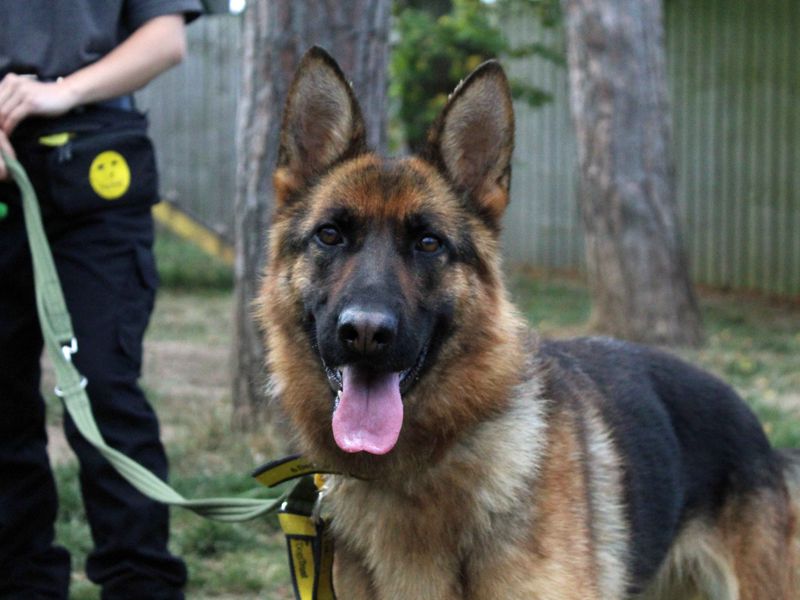 German Shepherd for adoption in Sadberge, Co Durham – 3 years old - Image 2 of 4