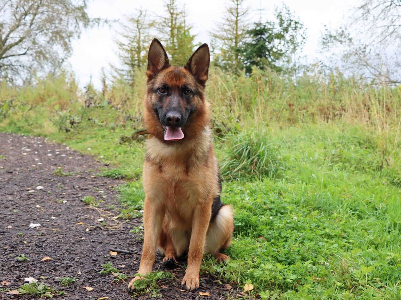 German Shepherd for adoption in Sadberge, Co Durham – 3 years old - Image 4 of 4