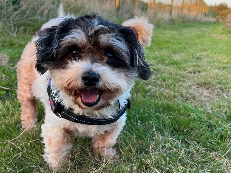 Jack Russell for adoption in Shoreham by Sea, West Sussex – 10 years old - Image 1 of 3