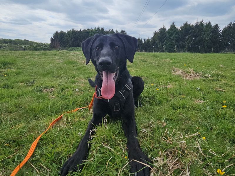 Otis for sale in Leeds, Yorkshire