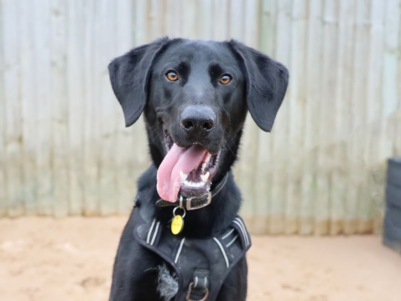 Otis | Retriever (Labrador) Cross | Leeds - 1