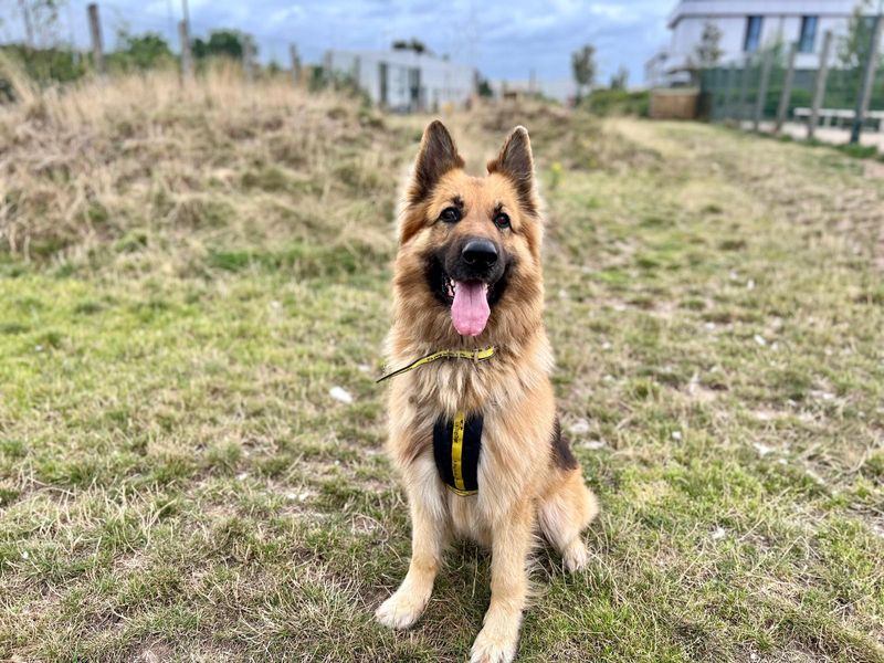 German Shepherd for adoption in Cardiff, Glamorgan – 5 years old - Image 1 of 2