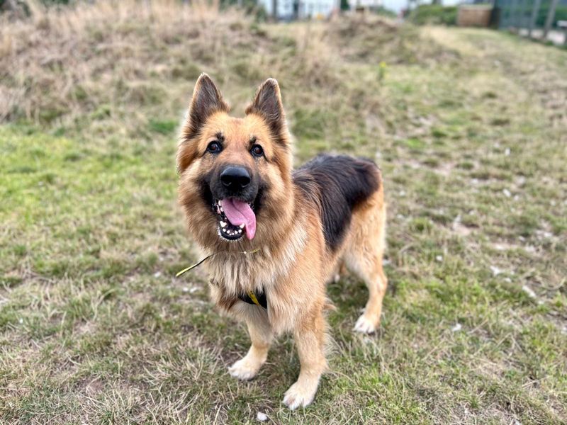 German Shepherd for adoption in Cardiff, Glamorgan – 5 years old - Image 2 of 2