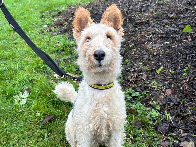Fred, a 8 years old male Fox Terrier x Wire Fox Terrier available for adoption from Dogs Trust in Ballymena, Northern Ireland