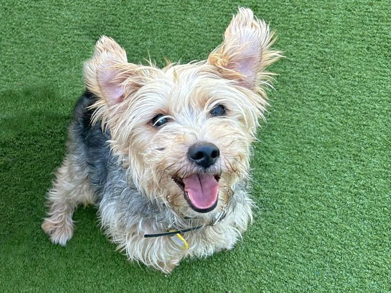 Jack Russell Terrier for adoption in Wickford, Essex – 7 years old - Image 3 of 5