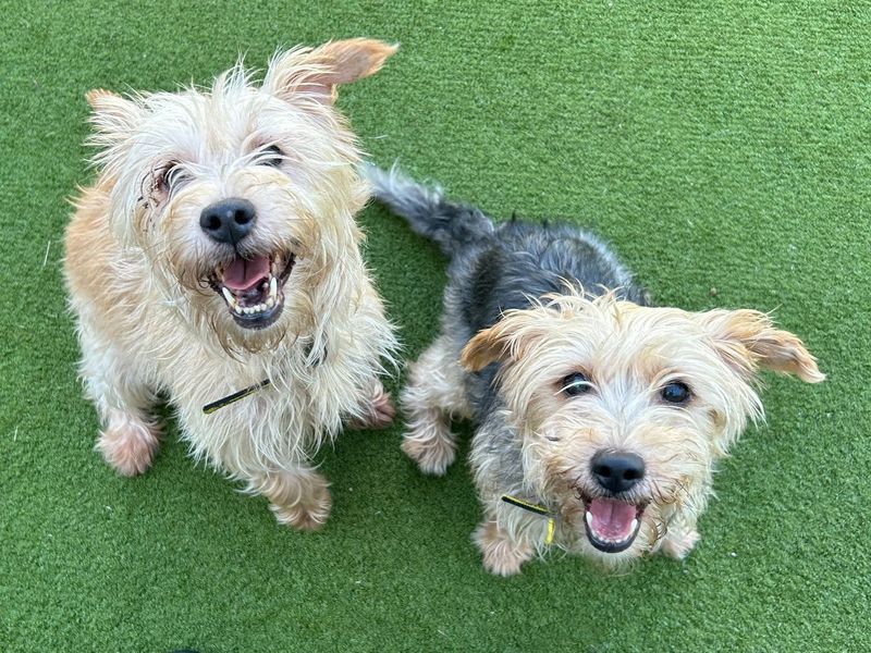 Jack Russell Terrier for adoption in Wickford, Essex – 7 years old - Image 5 of 5