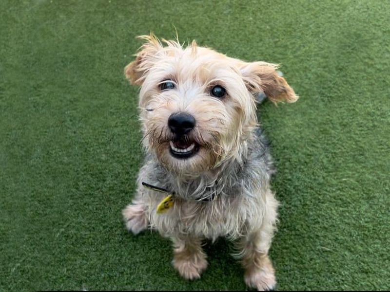 Jack Russell Terrier for adoption in Wickford, Essex – 7 years old - Image 2 of 5