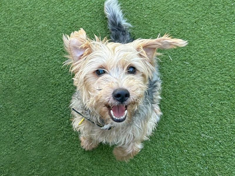 Jack Russell Terrier for adoption in Wickford, Essex – 7 years old - Image 4 of 5