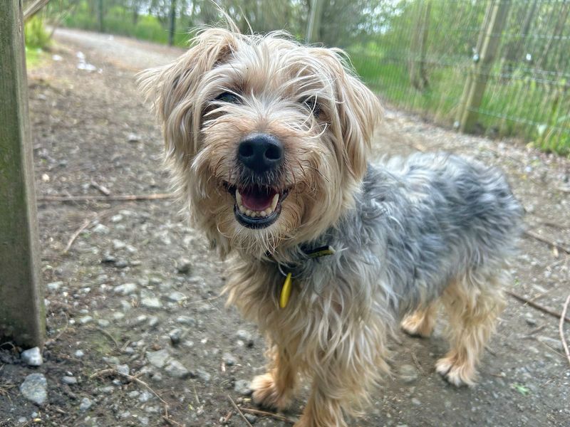 China | Terrier (Yorkshire) Cross | Basildon (Essex) - 1